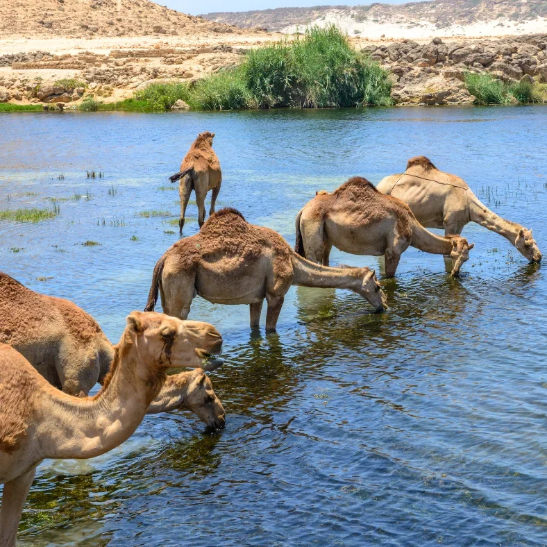 Embark on a once-in-a-lifetime adventure with Desert Dream Tours and experience the breathtaking beauty of the Empty Quarter Desert — where golden sands meet endless horizons