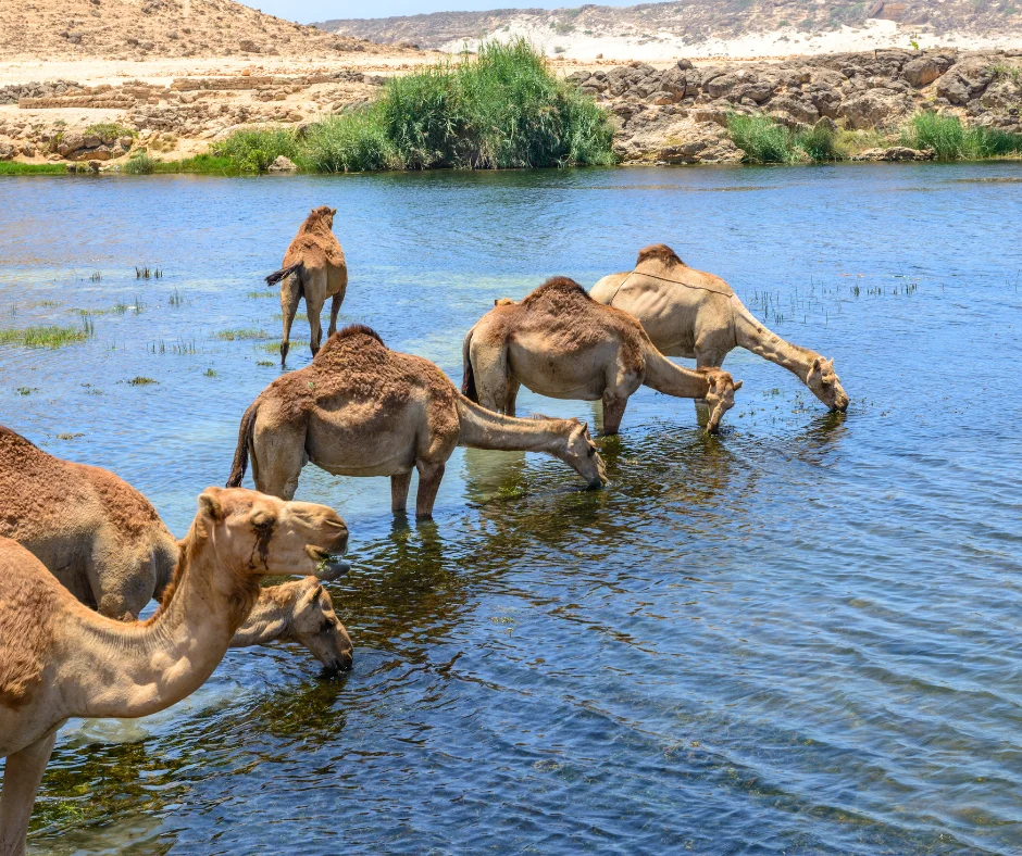 Embark on a once-in-a-lifetime adventure with Desert Dream Tours and experience the breathtaking beauty of the Empty Quarter Desert — where golden sands meet endless horizons