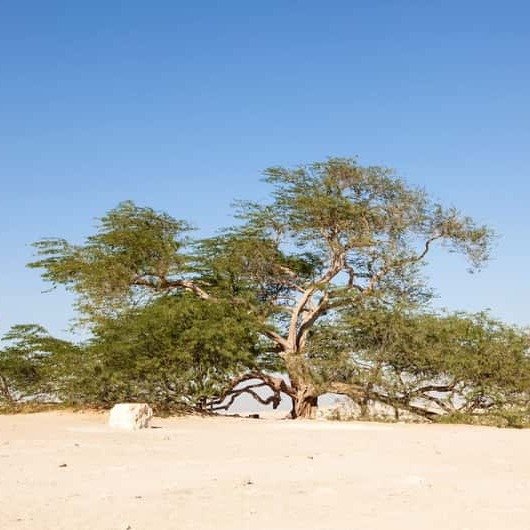 02-desert-tour