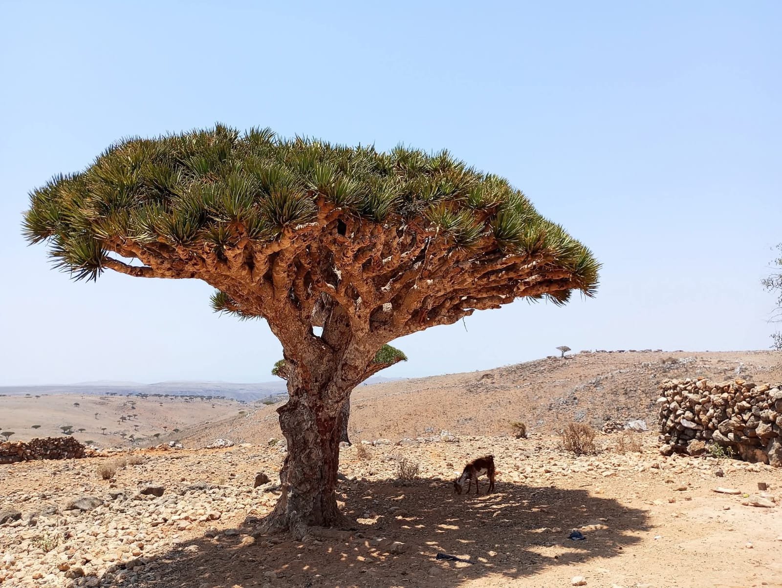Socotra expedition to the Lost World