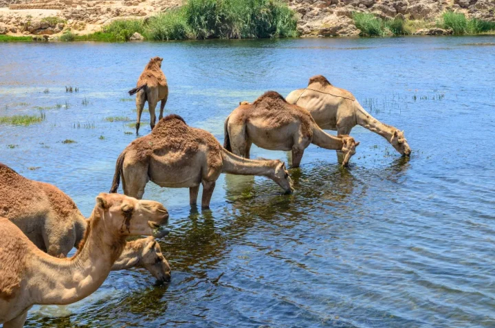 Embark on a once-in-a-lifetime adventure with Desert Dream Tours and experience the breathtaking beauty of the Empty Quarter Desert — where golden sands meet endless horizons